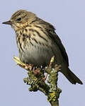 Pipit des arbres