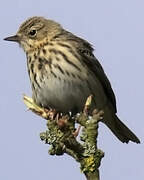 Pipit des arbres