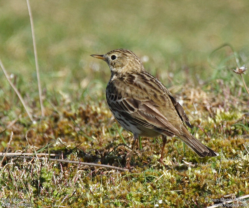 Pipit farlouseadulte