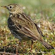 Pipit farlouse