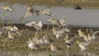 European Golden Plover