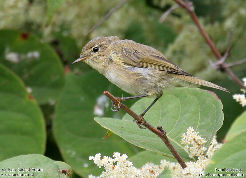 Common Chiffchaff