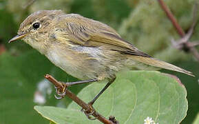 Common Chiffchaff