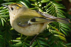 Goldcrest