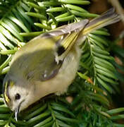 Goldcrest