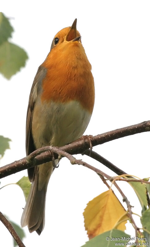 European Robinadult