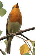 European Robin