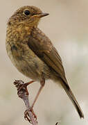 European Robin