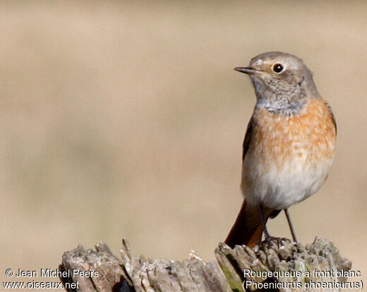 Common Redstart