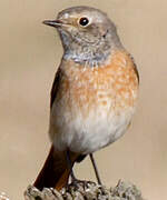 Common Redstart