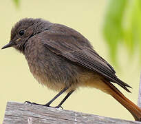 Black Redstart