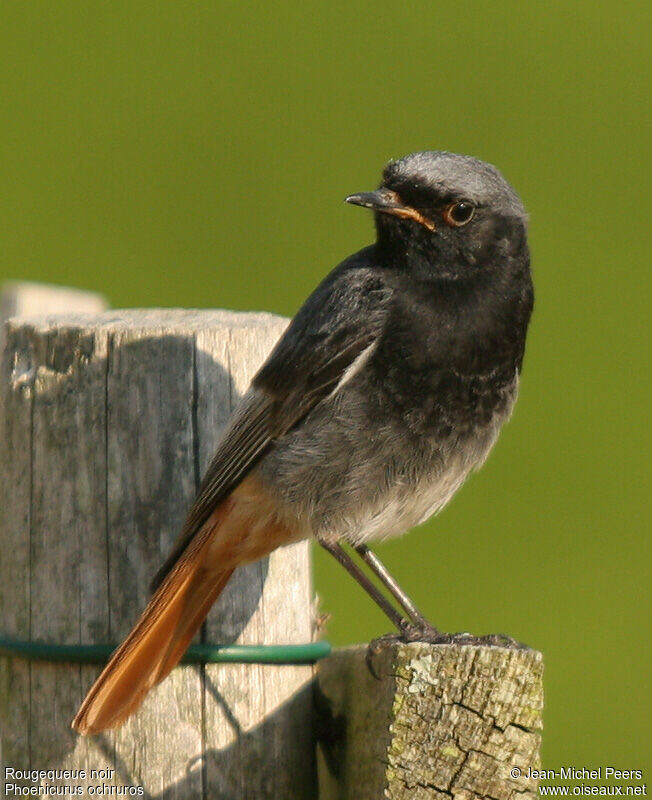 Black Redstart male