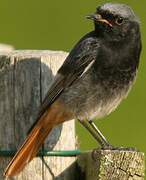 Black Redstart