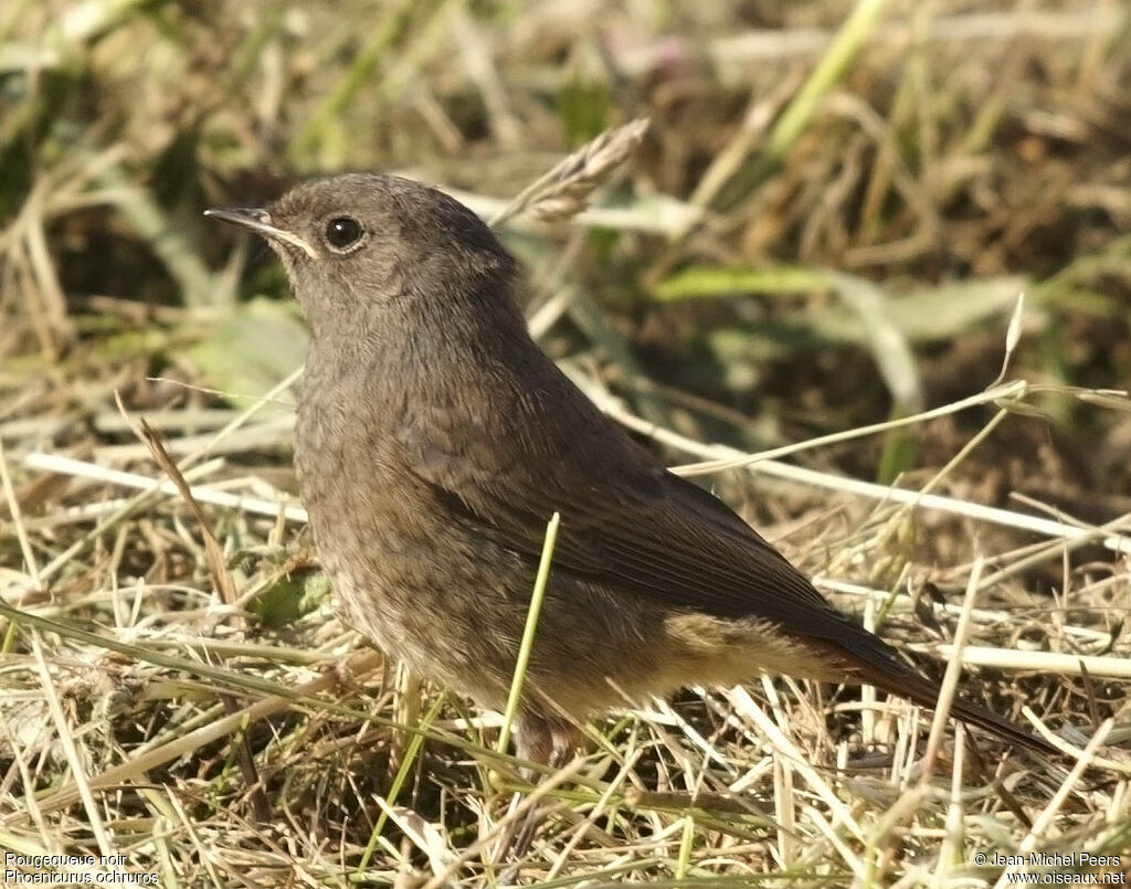 Black Redstart female adult