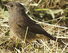 Black Redstart