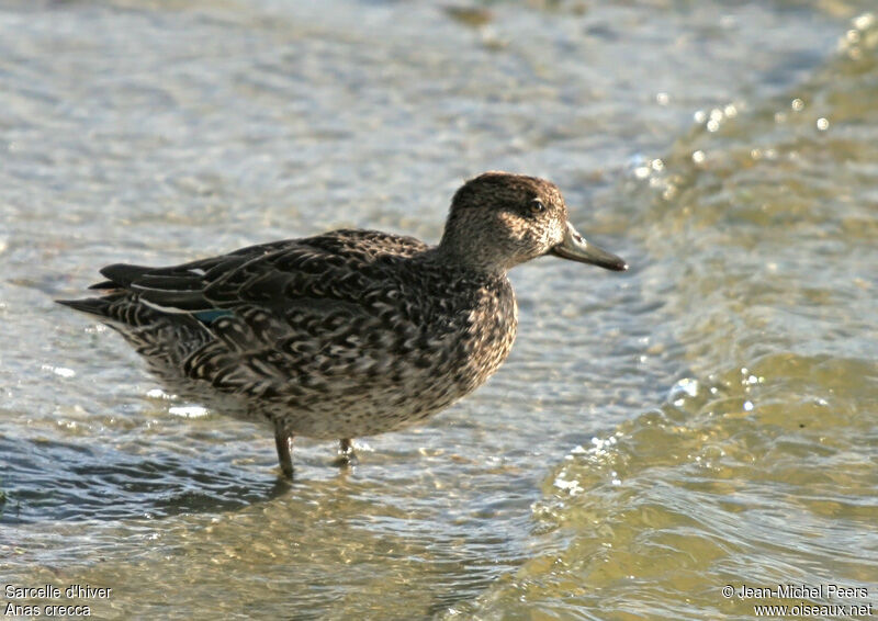 Eurasian Teal female adult