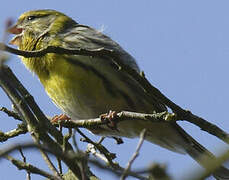 European Serin