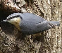 Eurasian Nuthatch