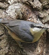 Eurasian Nuthatch