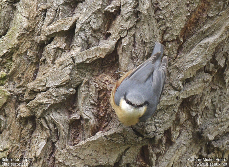 Eurasian Nuthatchadult