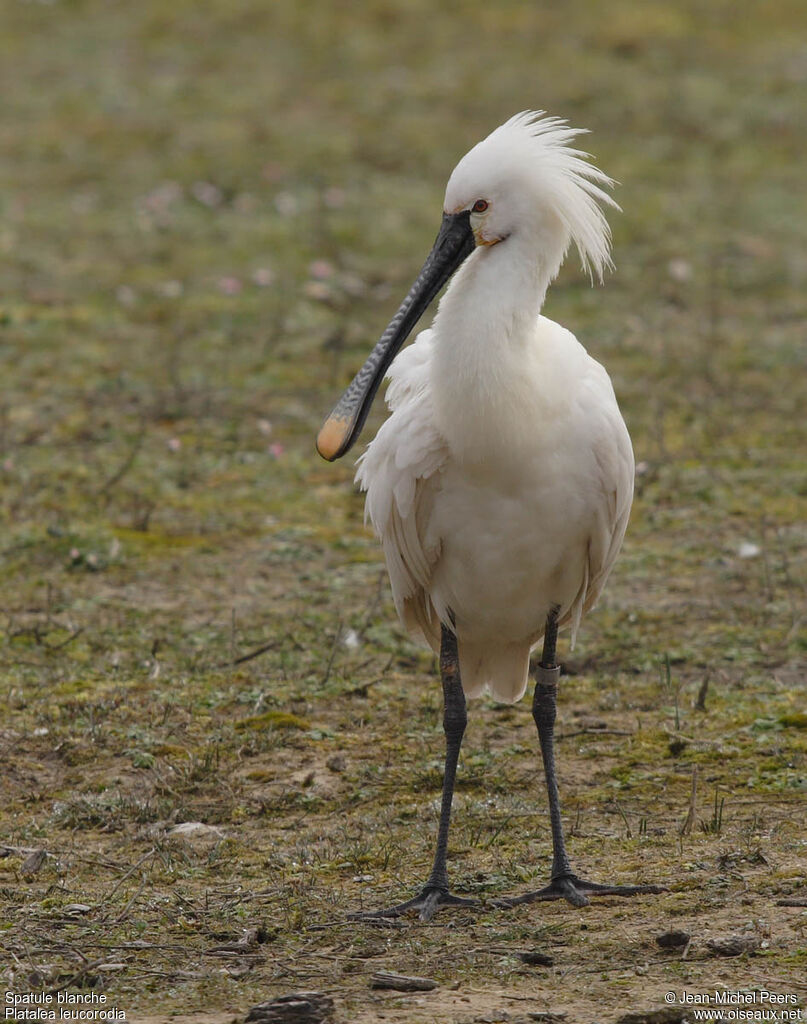 Eurasian Spoonbilladult