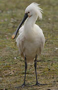 Eurasian Spoonbill