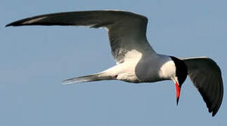 Common Tern