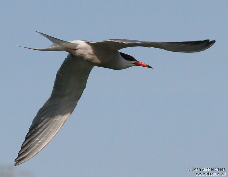 Common Tern