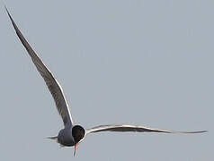 Common Tern