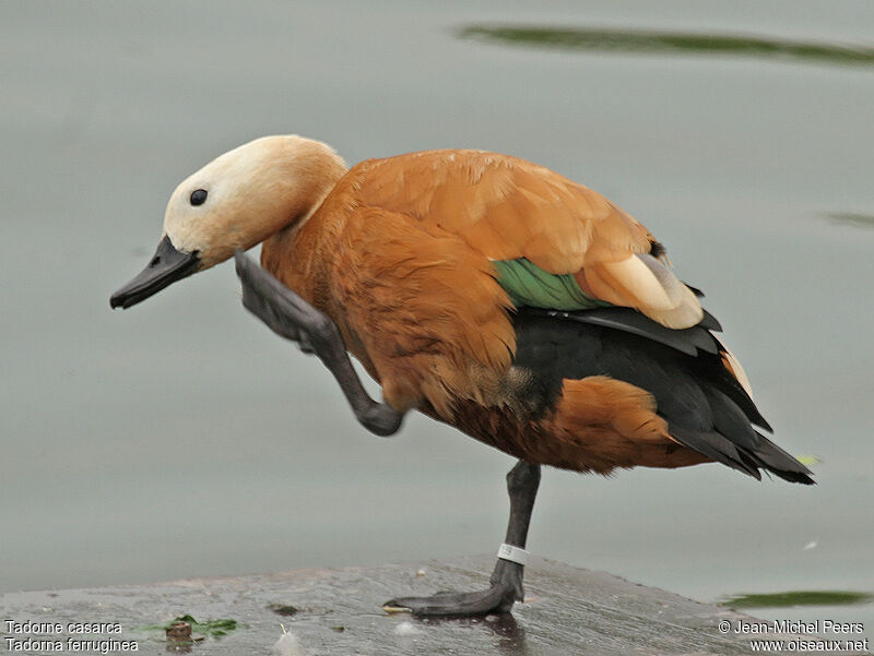 Ruddy Shelduck female adult