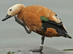 Ruddy Shelduck