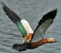 Ruddy Shelduck