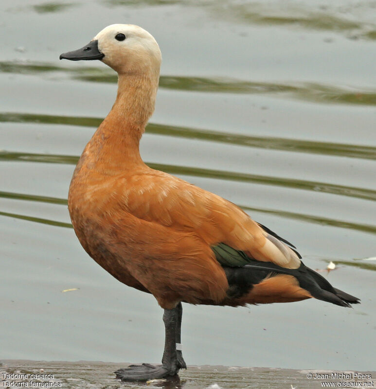 Ruddy Shelduck female adult