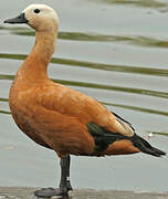 Ruddy Shelduck