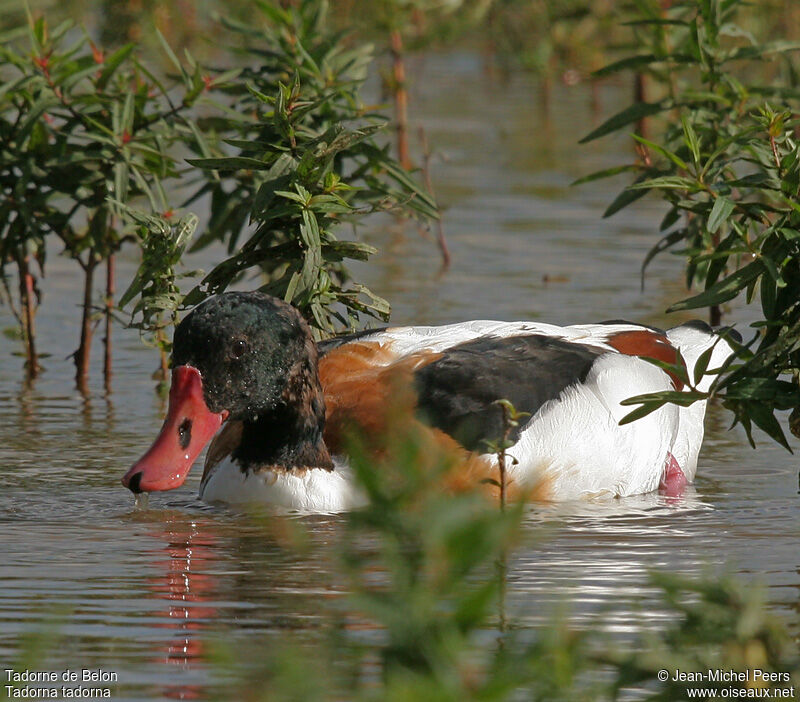 Common Shelduck female adult