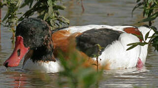 Common Shelduck