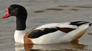 Common Shelduck