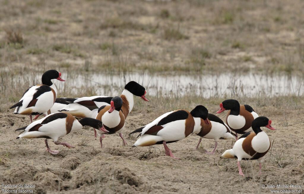 Common Shelduckadult