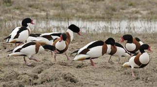 Common Shelduck