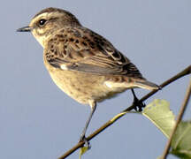 Whinchat