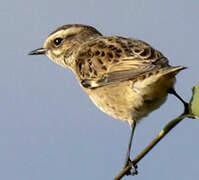 Whinchat