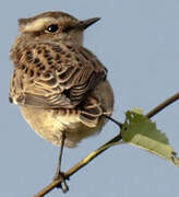 Whinchat