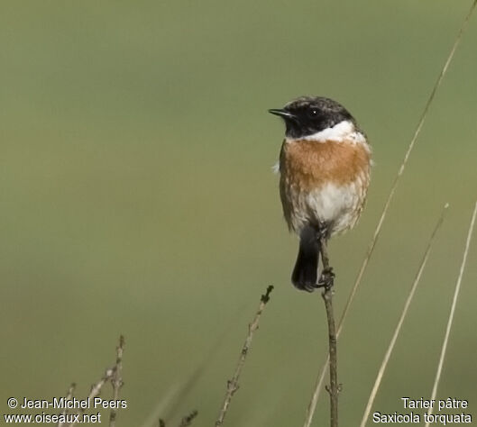 European Stonechat male adult