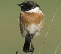 European Stonechat