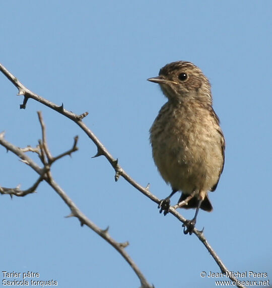 European Stonechatjuvenile