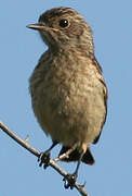 European Stonechat