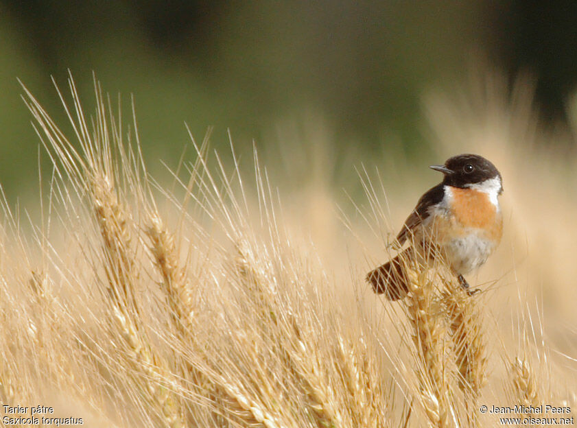 European Stonechat male adult