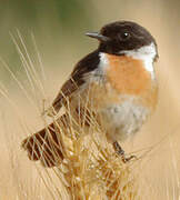 European Stonechat