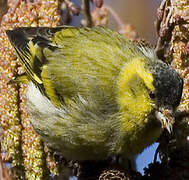 Eurasian Siskin