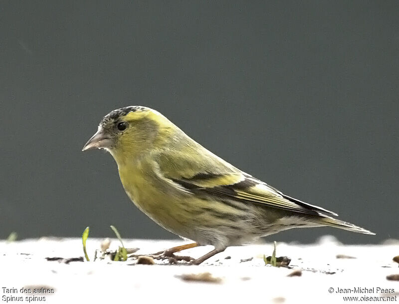 Eurasian Siskin